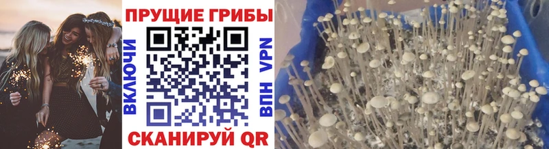 купить закладку  Бокситогорск  Псилоцибиновые грибы GOLDEN TEACHER 